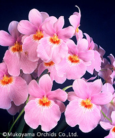 洋蘭 リンコニア 6寸8本立ち 2鉢 ミルトニア 洋蘭 リンコニア 6寸