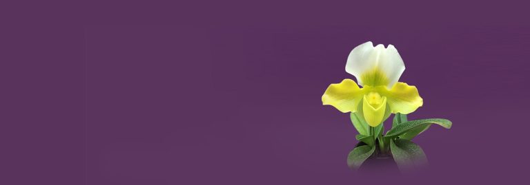 Paphiopedilum パフィオペディルム Products｜製品紹介 FARM BASE Mukoyama Orchids