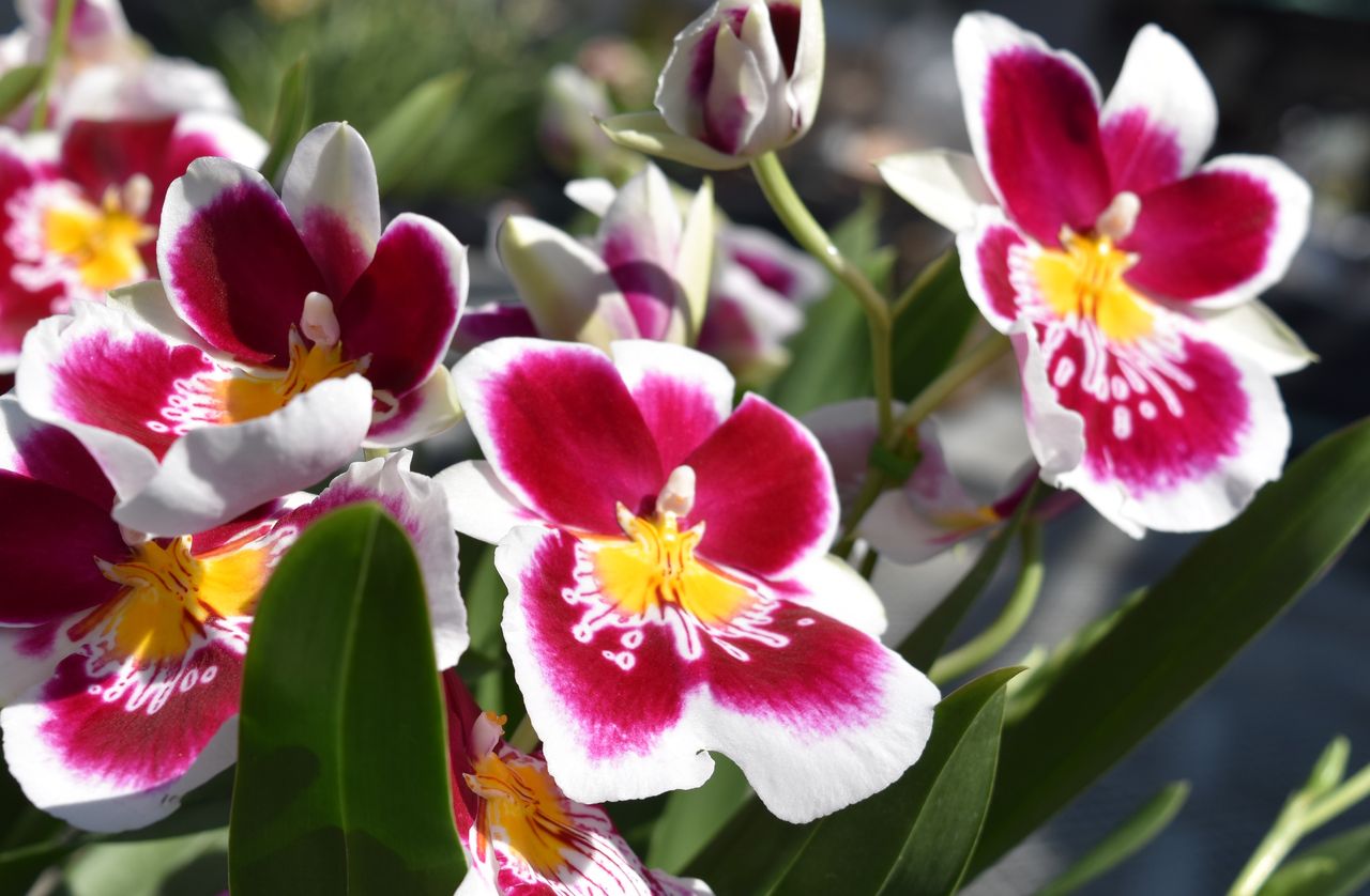 Miltonia | ミルトニア | Products｜製品紹介 | FARM BASE Inc
