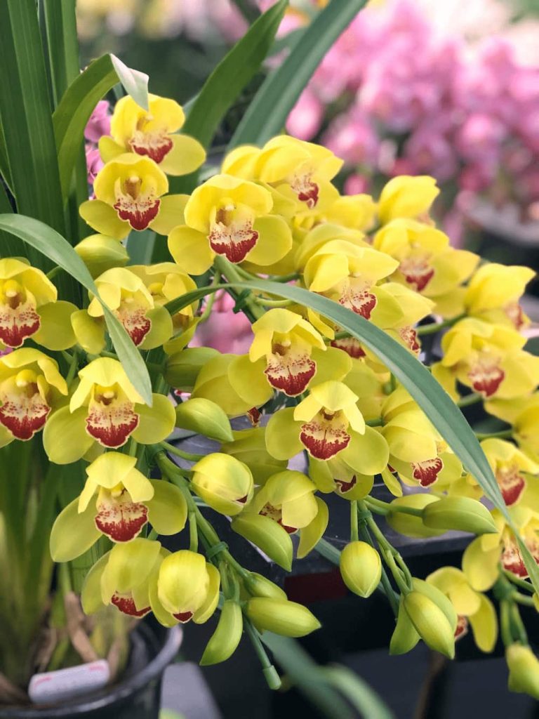 サマーセール！半額再出品！ 洋蘭 TA3715 Cym. wadae'Tokai' x self TOMORROWLAND SUMMER SALE開催中！さらにお買い得な期間限定TIME SALE